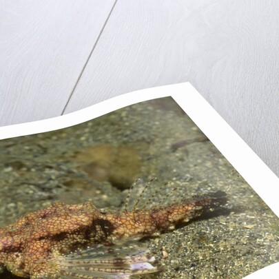 Dragon Sea Moth by Anonymous