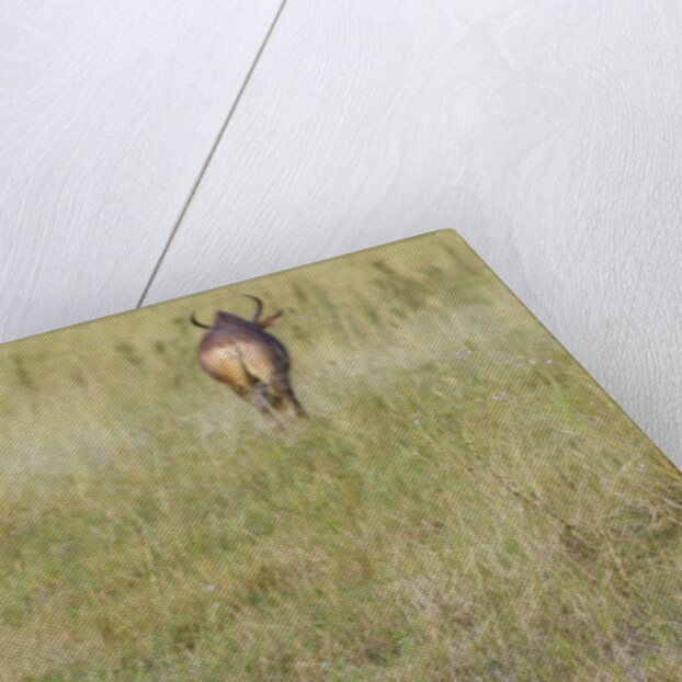 Tsessebe by Anonymous