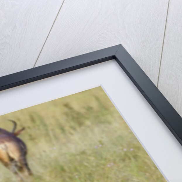 Tsessebe by Anonymous