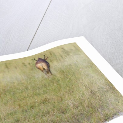 Tsessebe by Anonymous