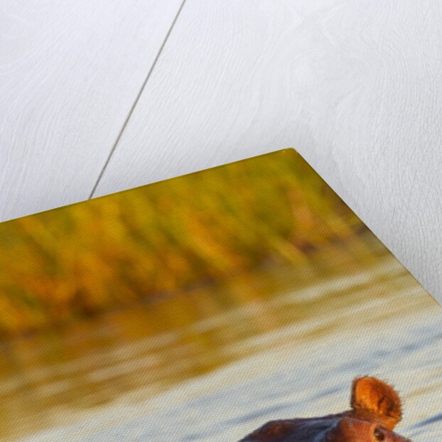 Hippopotamus in water by Anonymous