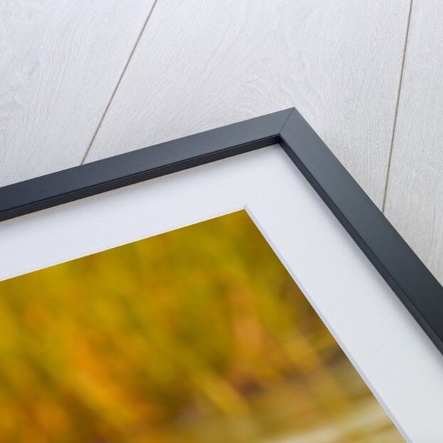 Hippopotamus in water by Anonymous