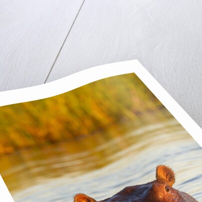 Hippopotamus in water by Anonymous