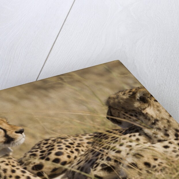 Cheetahs by Anonymous