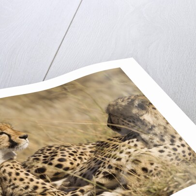 Cheetahs by Anonymous