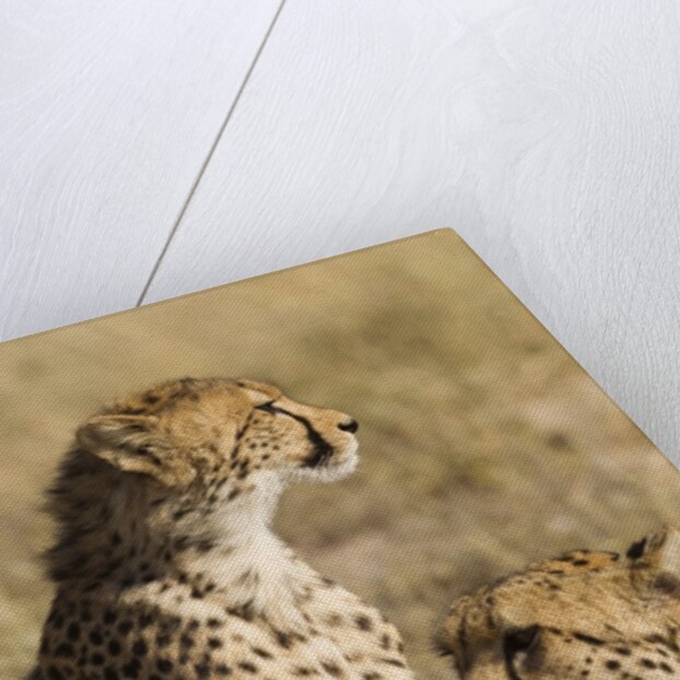 Cheetahs by Anonymous
