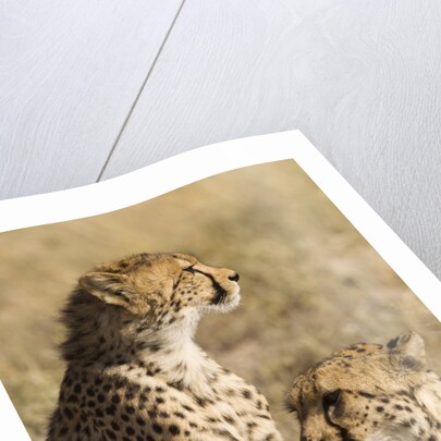 Cheetahs by Anonymous