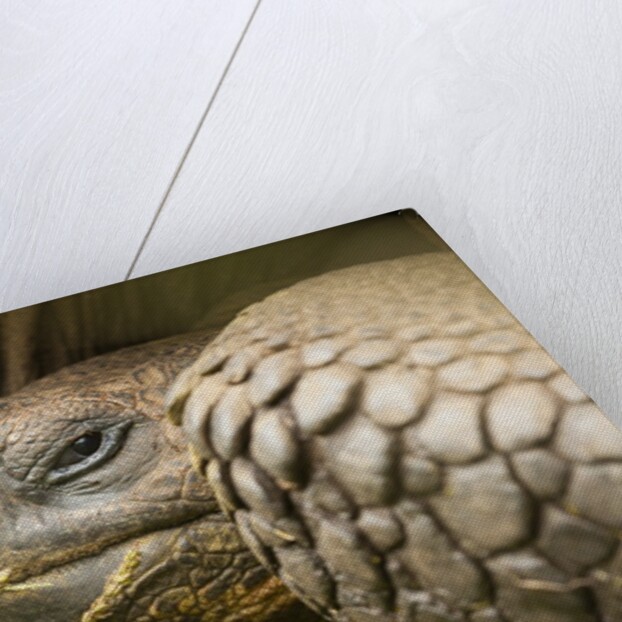 Galapagos giant tortoise by Anonymous