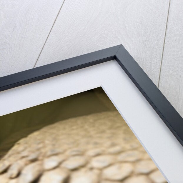 Galapagos giant tortoise by Anonymous