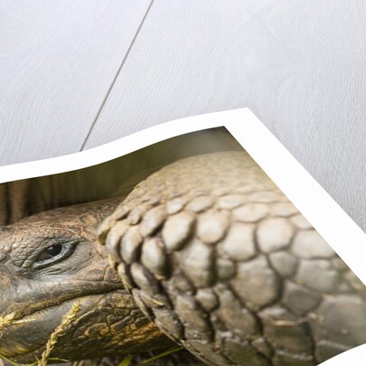 Galapagos giant tortoise by Anonymous