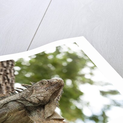 Iguana by Anonymous