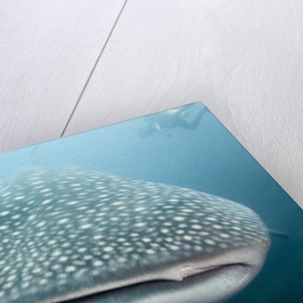 Whale shark by Anonymous