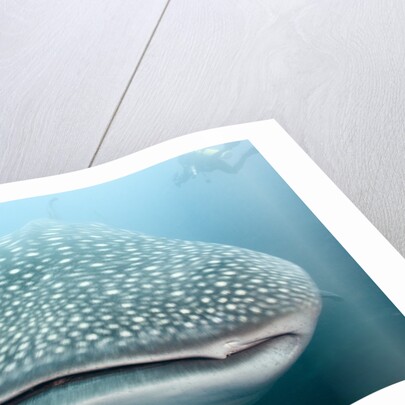Whale shark by Anonymous