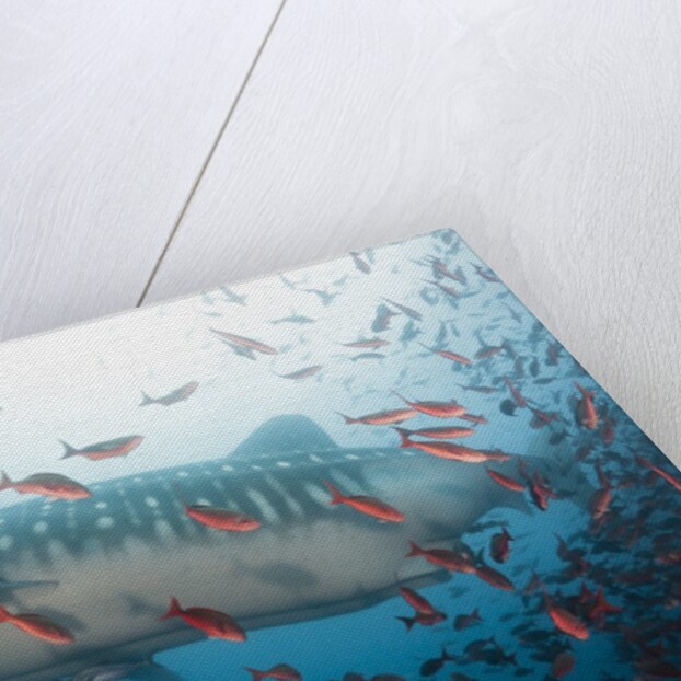 Whale shark by Anonymous