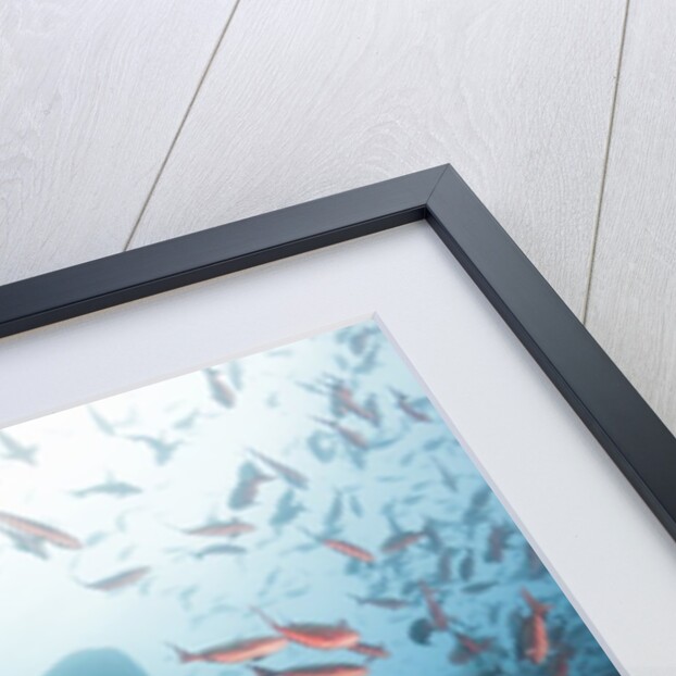 Whale shark by Anonymous