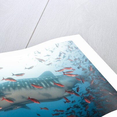 Whale shark by Anonymous