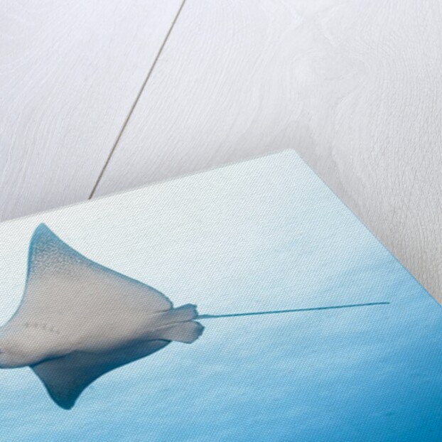 Spotted eagle rays by Anonymous