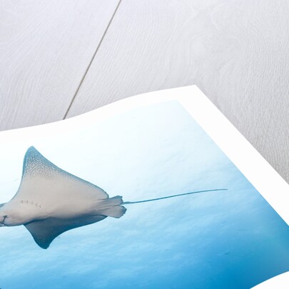 Spotted eagle rays by Anonymous