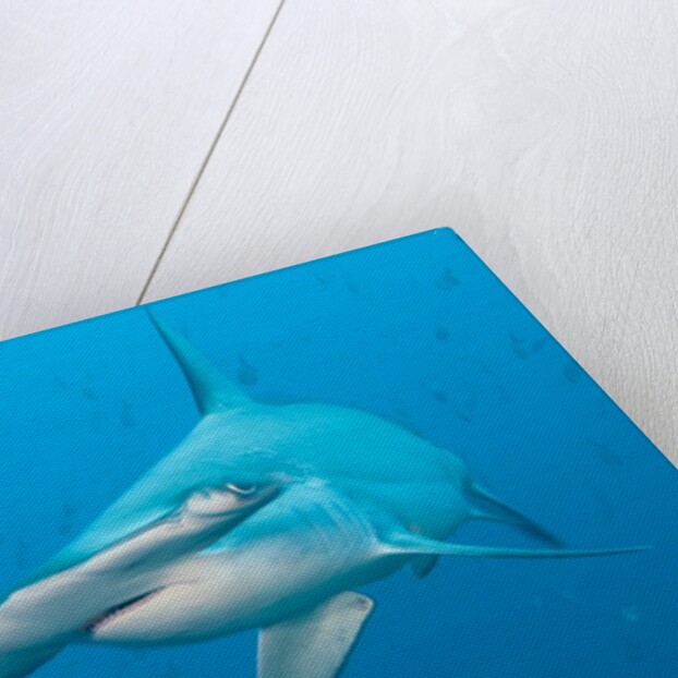 Scalloped hammerhead shark by Anonymous