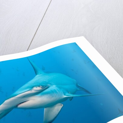 Scalloped hammerhead shark by Anonymous