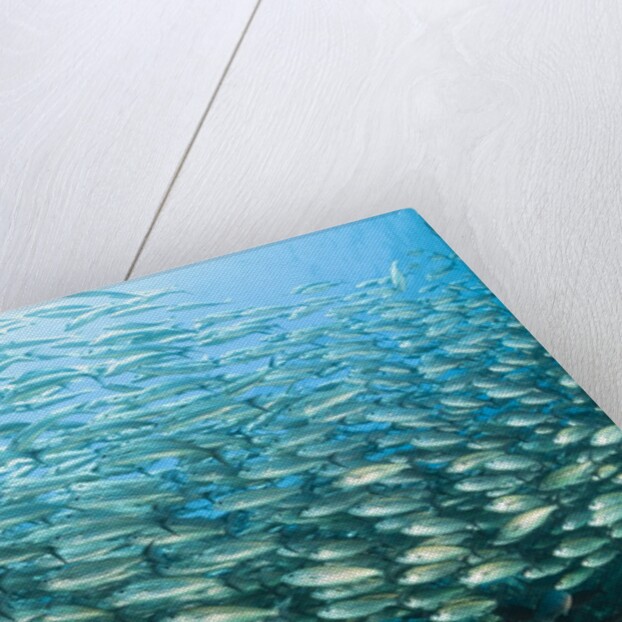School of Black-Striped Salema by Anonymous