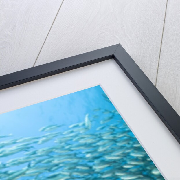 School of Black-Striped Salema by Anonymous