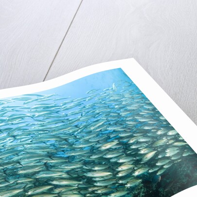 School of Black-Striped Salema by Anonymous