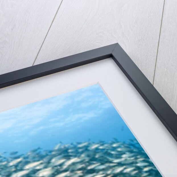 School of Black-Striped Salema by Anonymous