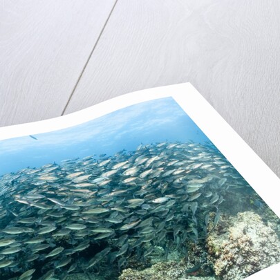 School of Black-Striped Salema by Anonymous