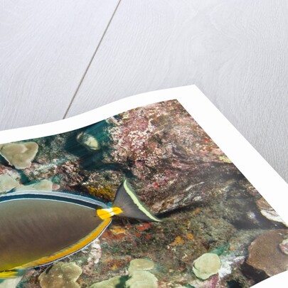 Orangespine Surgeonfish by Anonymous