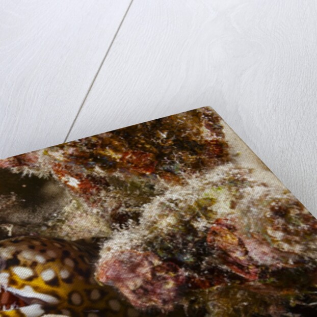 Dragon Moray Eel by Anonymous