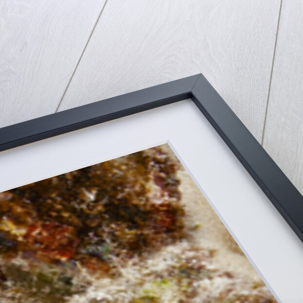 Dragon Moray Eel by Anonymous