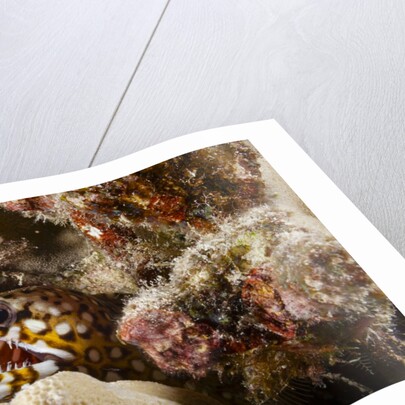 Dragon Moray Eel by Anonymous