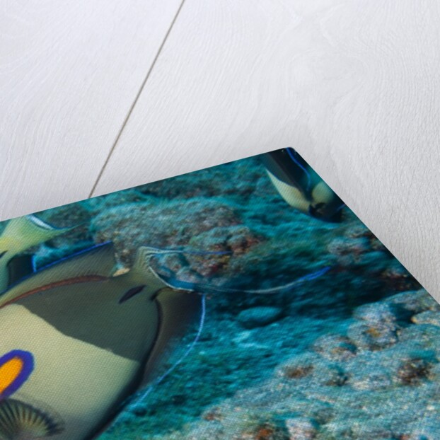 Orangeband Surgeonfish by Anonymous