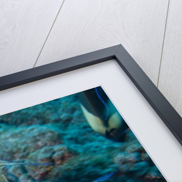 Orangeband Surgeonfish by Anonymous