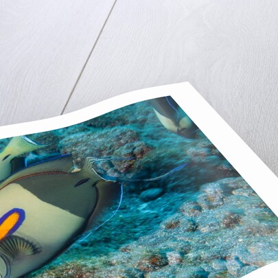 Orangeband Surgeonfish by Anonymous