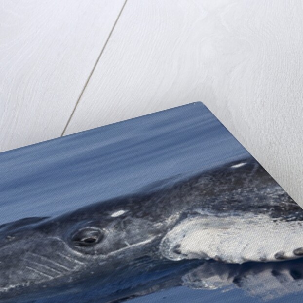 Baby Humpback Whale by Anonymous