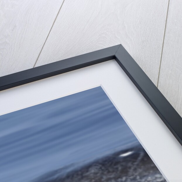 Baby Humpback Whale by Anonymous