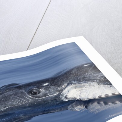 Baby Humpback Whale by Anonymous