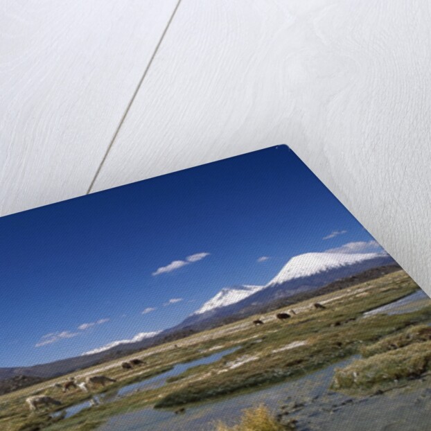 Lauca National Park by Anonymous