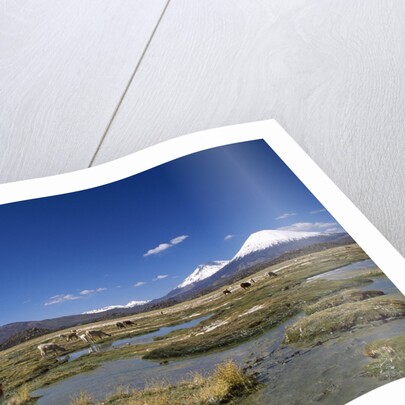 Lauca National Park by Anonymous