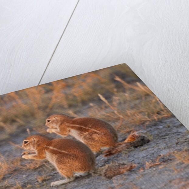 Ground Squirrels by Anonymous