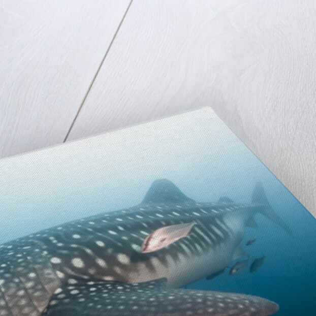 Whale Shark by Anonymous