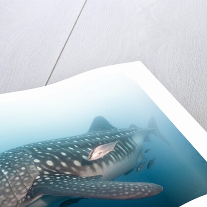 Whale Shark by Anonymous