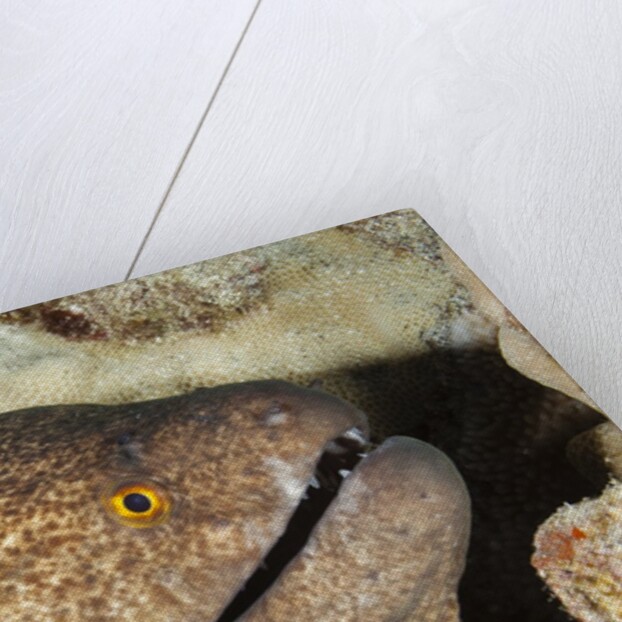 Yellowmargin Moray by Anonymous