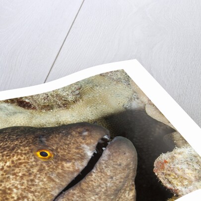 Yellowmargin Moray by Anonymous
