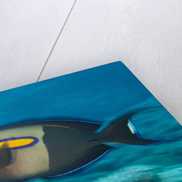 Orangeband Surgeonfish by Anonymous