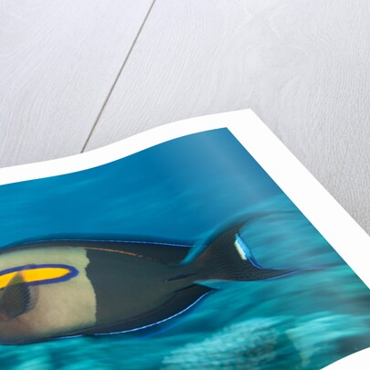 Orangeband Surgeonfish by Anonymous