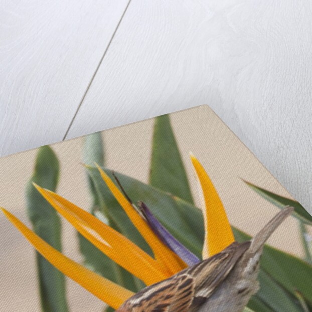 House Sparrow on Bird of Paradise by Anonymous