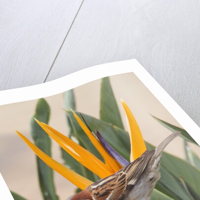 House Sparrow on Bird of Paradise by Anonymous
